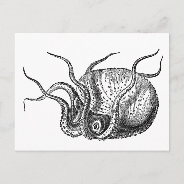 Carte Postale Octopus rétro (Devant)