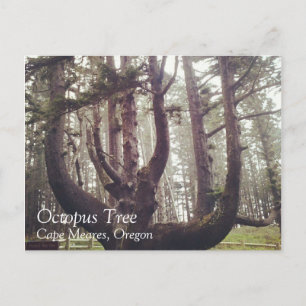 Carte Postale Octopus Tree, Cape Meares, Oregon