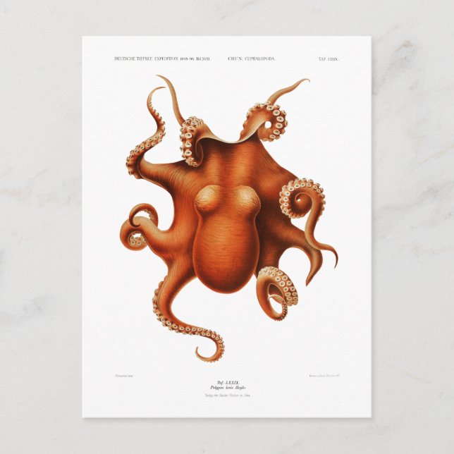 CARTE POSTALE "OCTOPUS" VIE MARINE (Devant)