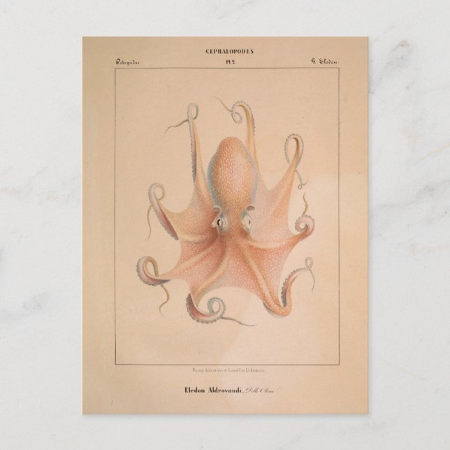 Carte Postale Octopus vintage 1851 Eledon Aldrovandi (Devant)