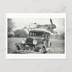 Carte Postale Oddity vintage Kansas Jackrabbit