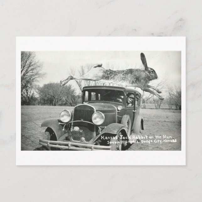Carte Postale Oddity vintage Kansas Jackrabbit (Devant)
