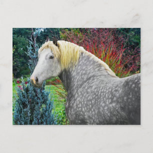 Carte Postale "Odin"