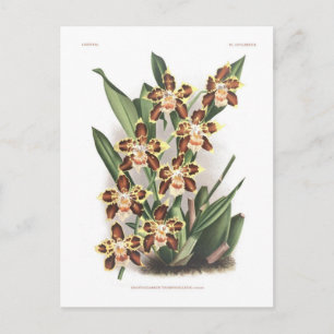 Carte Postale Odontoglossum Thompsonianum ;