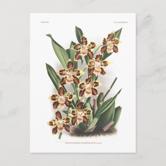 Carte Postale Odontoglossum Thompsonianum ; (Devant)