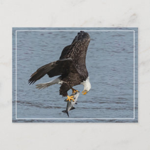 Carte Postale Oeil à oeil