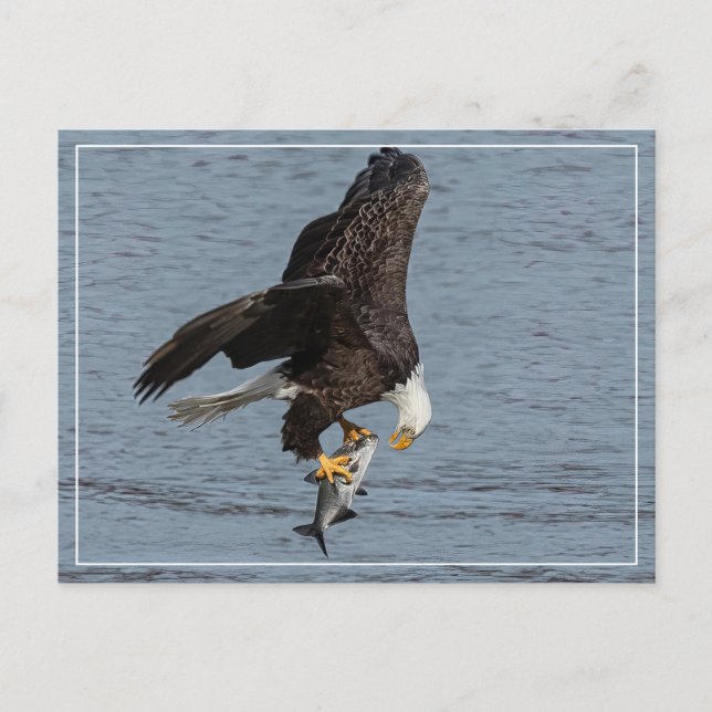 Carte Postale Oeil à oeil (Devant)