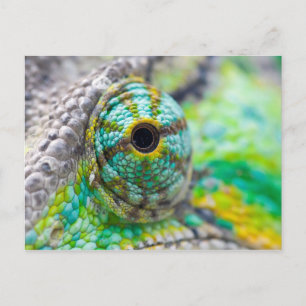 Carte Postale Oeil Chameleon