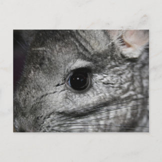 Carte Postale oeil chinchilla proche