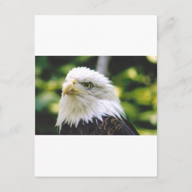 Carte Postale Oeil d'aigle (Devant)