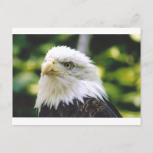Carte Postale Oeil d'aigle