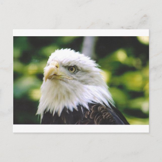 Carte Postale Oeil d'aigle (Devant)