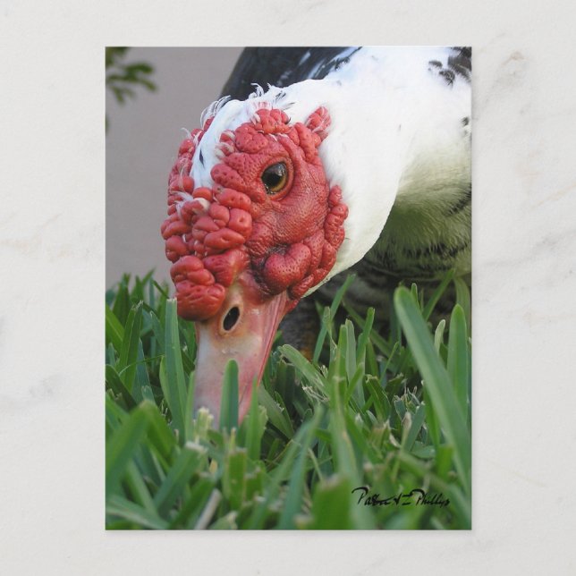 Carte Postale Œil de canard en gros plan Photographie (Devant)