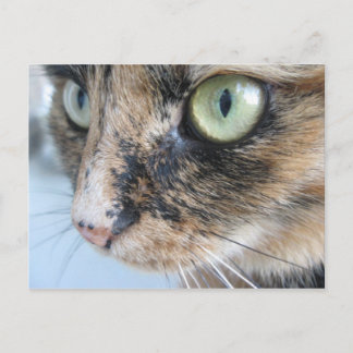 Carte Postale Oeil de chat