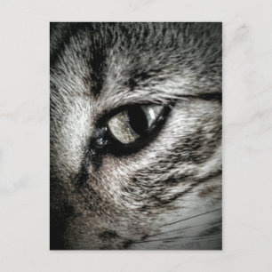 Carte Postale Oeil de chat artistique