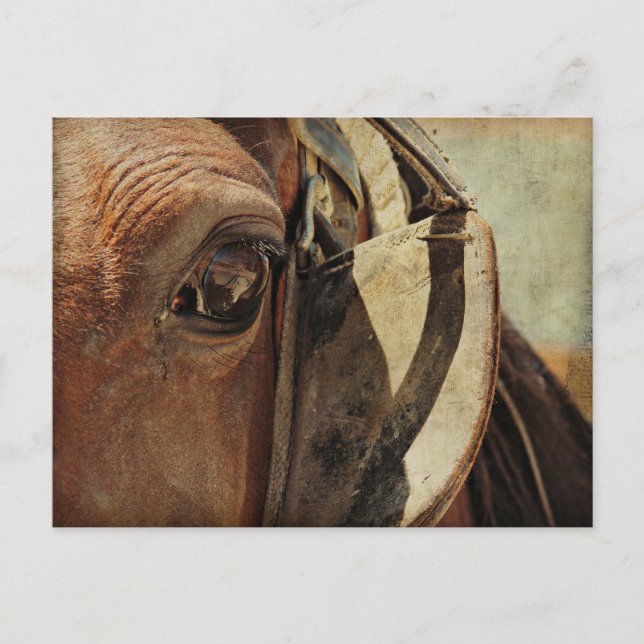 Carte Postale Oeil de Cheval Amish (Devant)