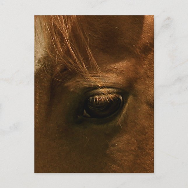 Carte Postale Œil de cheval empreint d'âme (Devant)