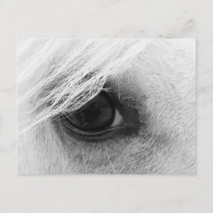 Carte Postale Oeil de cheval en noir et blanc