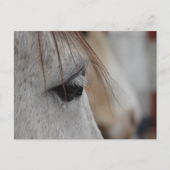 Carte Postale Oeil de Cheval gris (Devant)