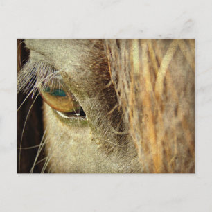 Carte Postale Œil de cheval noir