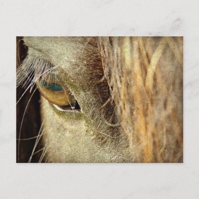 Carte Postale Oeil de cheval noir (Devant)