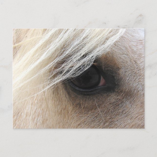 Carte Postale Oeil de cheval Palomino (Devant)