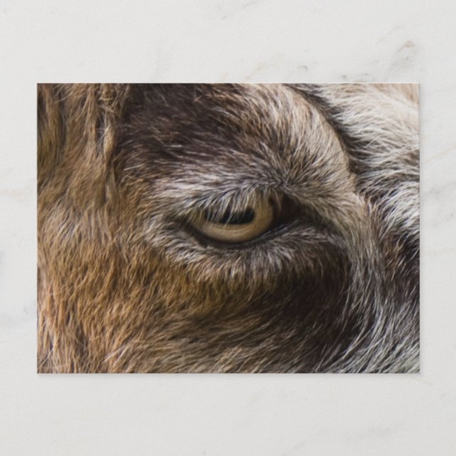 Carte postale oeil de chèvre (Devant)