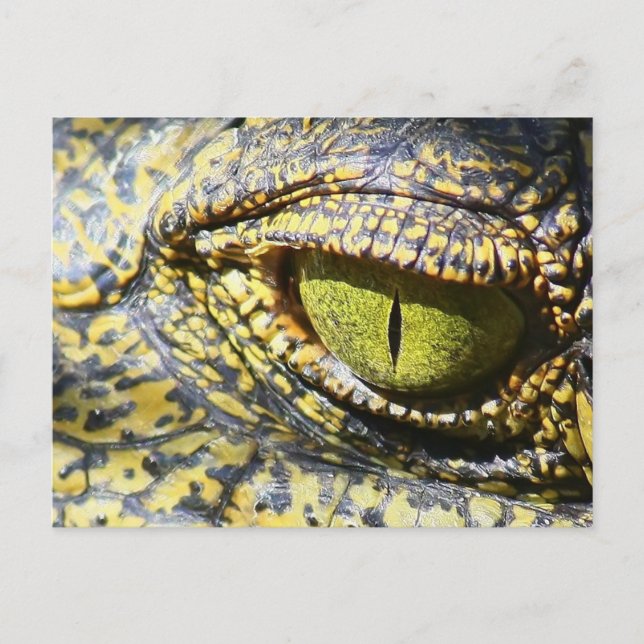 Carte Postale Oeil de crocodile (Devant)