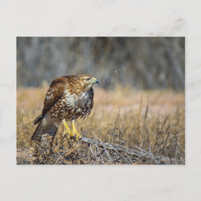 Carte Postale œil de faucon (Devant)