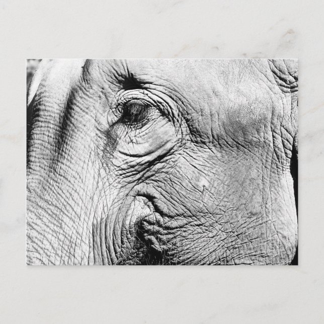 Carte Postale Oeil des éléphants, 2017 (Devant)