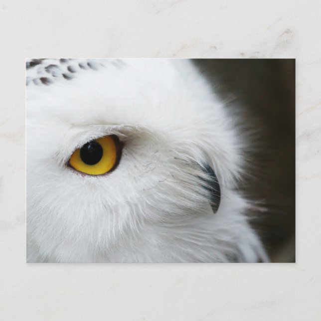 Carte Postale OEil du hibou (Devant)