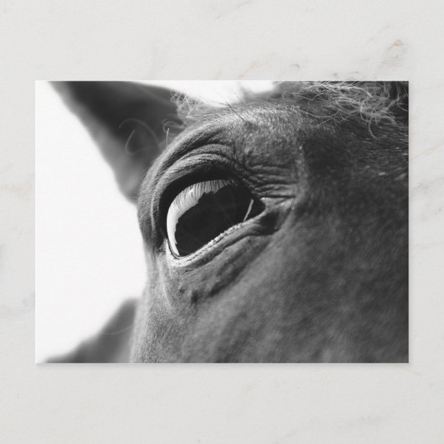 Carte Postale Oeil du poney 1 (Devant)