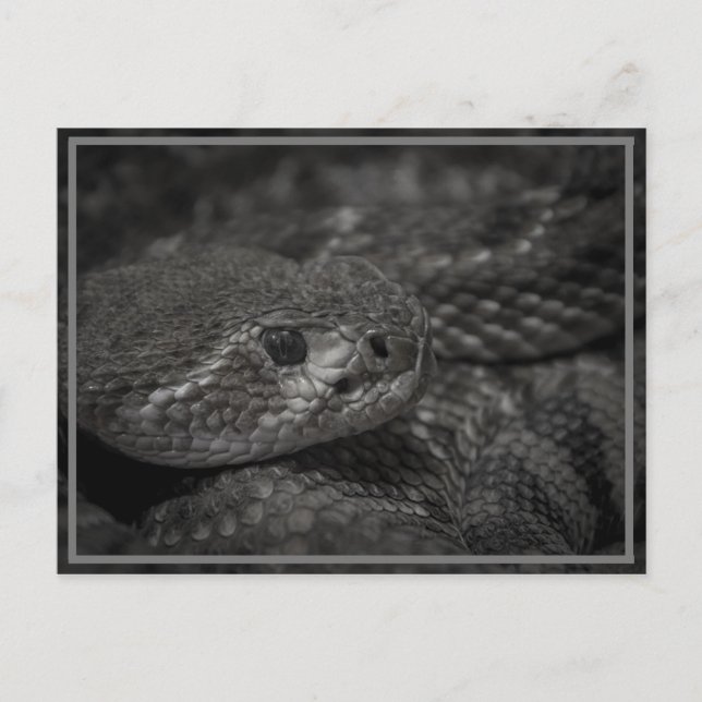 Carte Postale oeil du serpent (Devant)