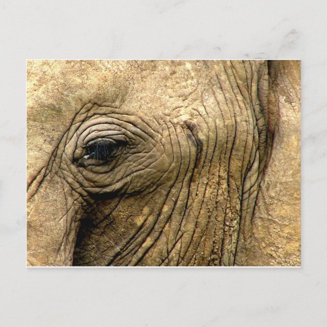Carte Postale Oeil éléphant (Devant)