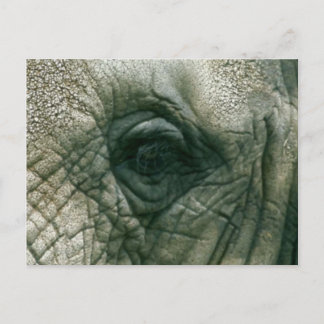 Carte Postale Oeil éléphant