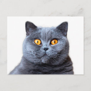 Carte Postale Oeil jaune de chat gris