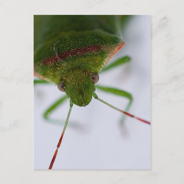 Carte postale Oeil puant (Devant)