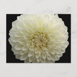 Carte postale Œillet blanc