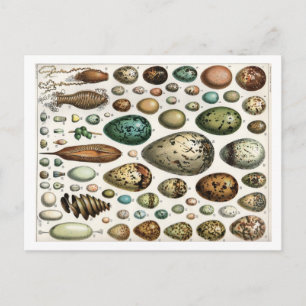 Carte Postale Oeufs - Adolphe Philippe Millot