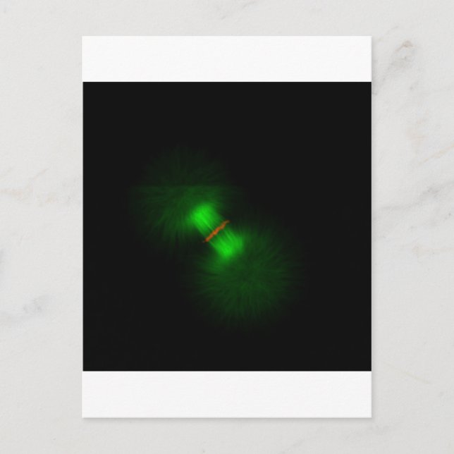 Carte Postale OEufs de grenouille après fertilisation (Devant)