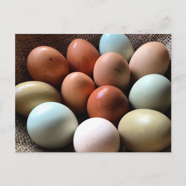 Carte Postale Oeufs de toutes les Shades (Devant)