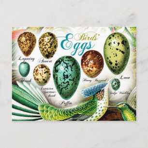 Carte Postale OEufs d'oiseaux colorés