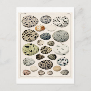 Carte Postale OEUFS D'OISEAUX vintages GRAPHIQUE PAR OKEN SUR CA