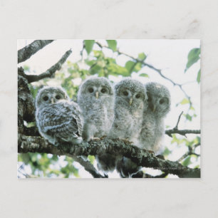 Carte Postale OEufs d'urale. Ikeda-machi, Hokkaido, Japon