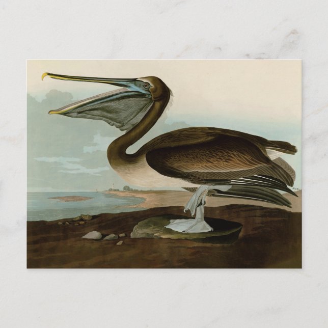 Carte Postale Œuvre d'art de Pélican Brun de John James Audubon  (Devant)