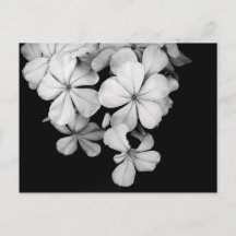 Œuvre d'art monochrome vintage de Plumbago