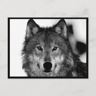 Carte Postale Oeuvre de Loup noir et blanc