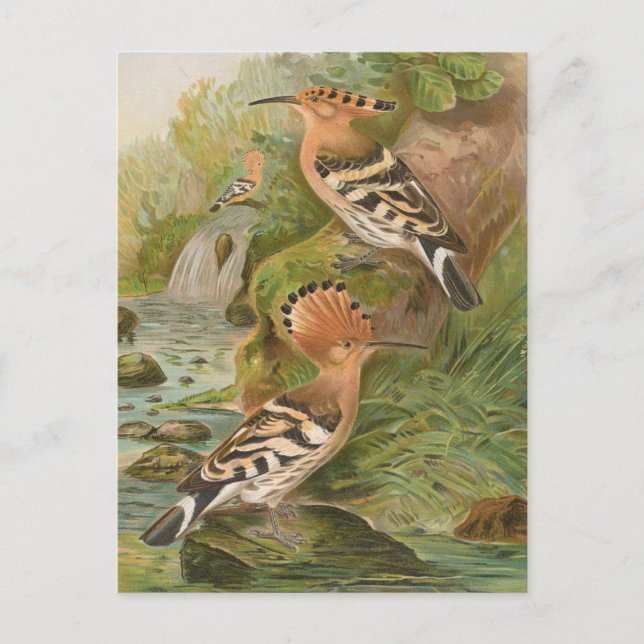 Carte Postale Oeuvres d'Upupa par Johann Friedrich Naumann (Devant)