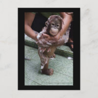 OFI Orangutan Orphan Secourt bébé Jackat