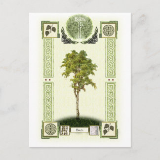 Carte Postale Ogham Birch